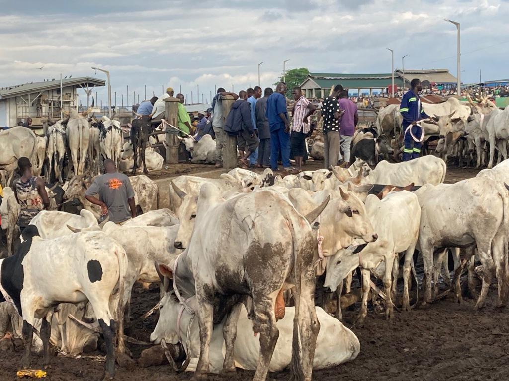 450 Cattle Daily: Ashanti Region Leads Ghana’s Commercial Meat Sector