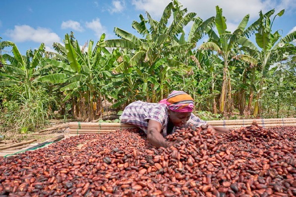 Gov’t Maintains Cocoa Producer Price for 2026 Light Crop Season Despite Global Decline